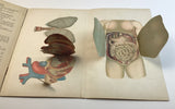 c.1900 Dutch Anatomy Book with Moveable Models, The Circulatory and Digestive System of Man