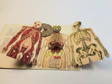 1915 Dutch Anatomy Book with Moveable Models, The human body