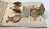 c.1900 Dutch Anatomy Book with Moveable Models, The Circulatory and Digestive System of Man