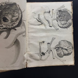 c.1830-60 Collection of Anatomical Plates, Journal des Connaissances Médico-Chirurgicale