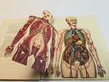 1915 Dutch Anatomy Book with Moveable Models, The human body