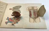 c.1900 Dutch Anatomy Book with Moveable Models, The Circulatory and Digestive System of Man