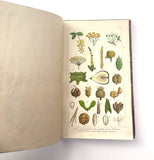 1862 Traité des Plantes Médicinales Indigènes Précédé d'un Cours de Botanique, Antonin Bossu