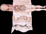 c.1900 Livre d'Or de la Santé [Anatomy/Medicine] 3 Volume Set