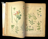 c.1870 Histoire Naturelle Illustrée Végétaux