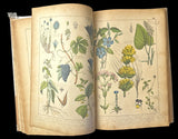 c.1870 Histoire Naturelle Illustrée Végétaux