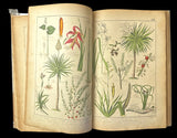 c.1870 Histoire Naturelle Illustrée Végétaux