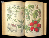 c.1870 Histoire Naturelle Illustrée Végétaux