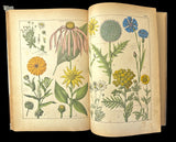 c.1870 Histoire Naturelle Illustrée Végétaux