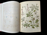 C.1890 Nos fleurs, plantes utiles et nuisibles, by Sablon