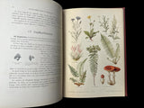 C.1890 Nos fleurs, plantes utiles et nuisibles, by Sablon
