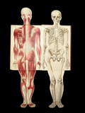 c.1900 Livre d'Or de la Santé [Anatomy/Medicine] 3 Volume Set