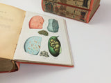 c.1900 Livre d'Or de la Santé [Anatomy/Medicine]