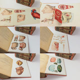 c.1900 Livre d'Or de la Santé [Anatomy/Medicine]